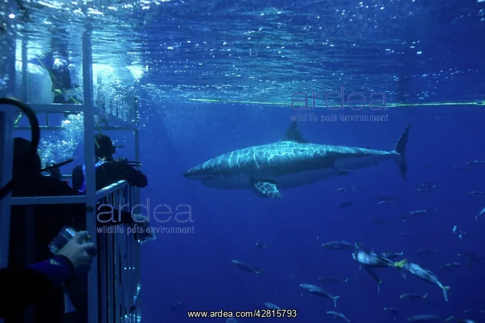 : divers in shark cage with great white shark circling, Carcha : divers in shark cage with great white shark circling, Carcha