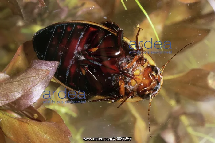 : Diving Beetle : Diving Beetle