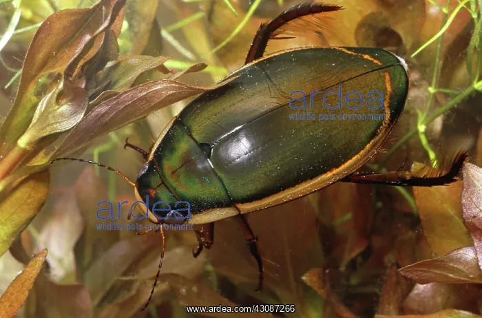 : Diving Beetle : Diving Beetle