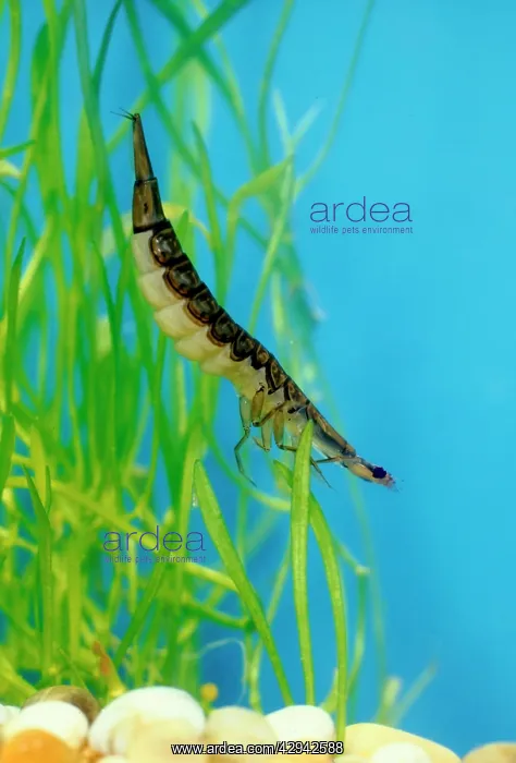 : Diving Beetle larva swimming : Diving Beetle larva swimming