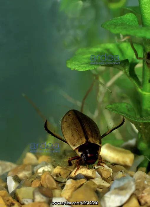 : Diving Beetle on bottom of tank : Diving Beetle on bottom of tank