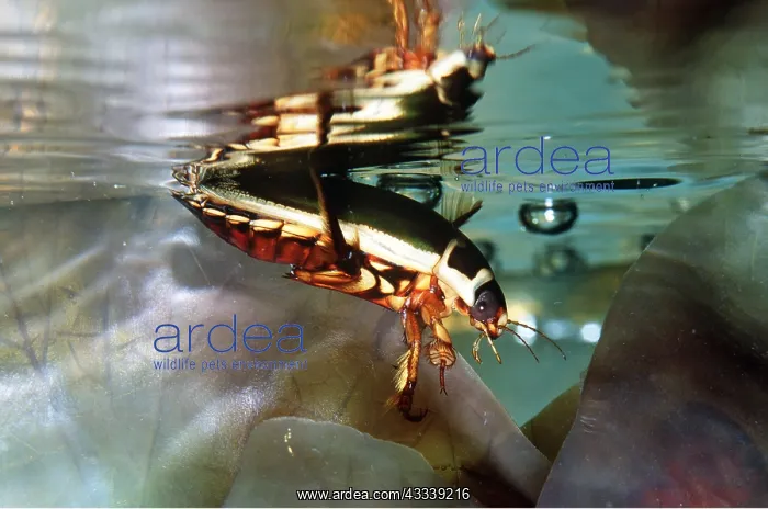  : DIVING BEETLE - underwater