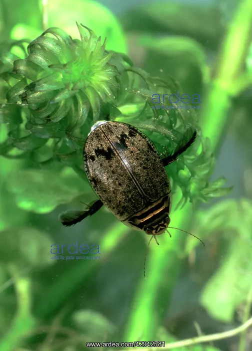 : Diving beetle amongst water plants : Diving beetle amongst water plants