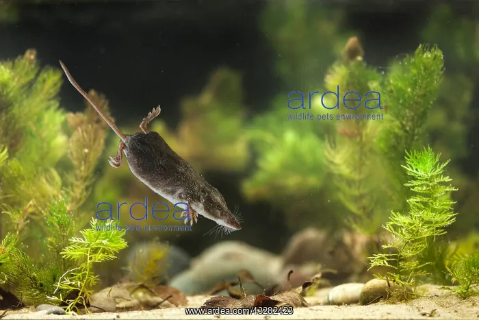 : Diving Eurasian Water Shrew (Neomys fodiens), l : Diving Eurasian Water Shrew (Neomys fodiens), l