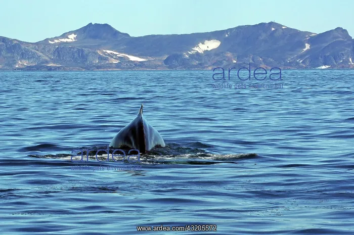 : Diving humpback whale from behind, Tasilaq, Ammassalik : Diving humpback whale from behind, Tasilaq, Ammassalik