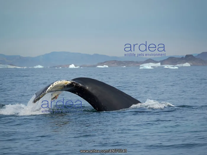 : Diving Humpback whale in the Sermilik fjord in East : Diving Humpback whale in the Sermilik fjord in East