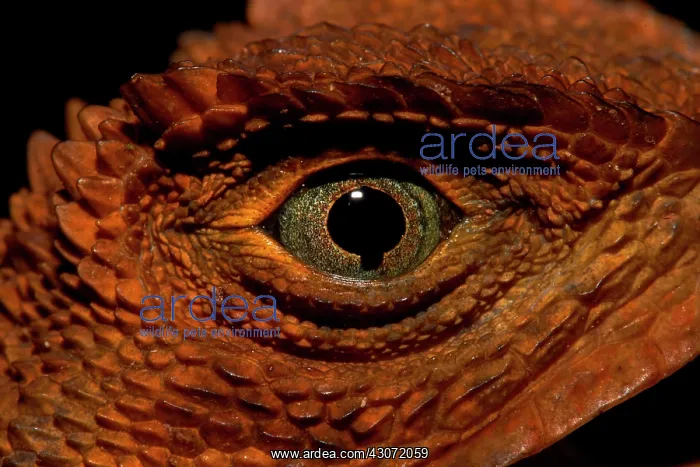 : Diving Lizard or Mophead Iguana (Uranoscodon superciliosus) : Diving Lizard or Mophead Iguana (Uranoscodon superciliosus)