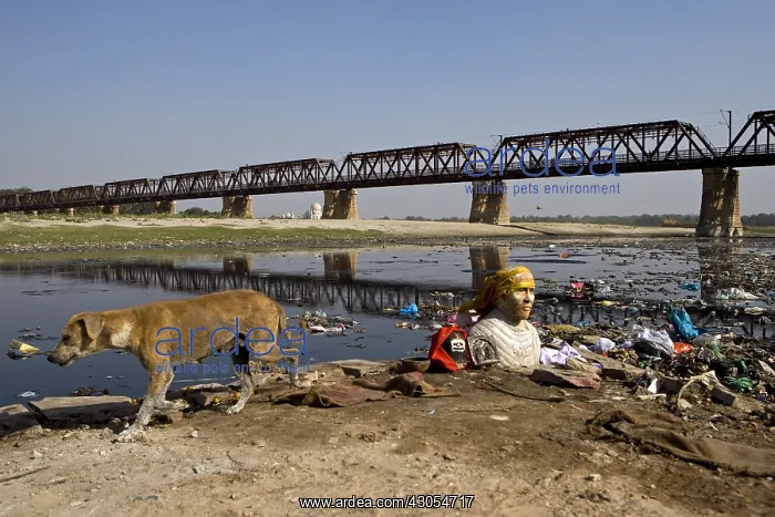 : Divinity bust and Dog riverside Yamouna Agra Uttar Pradesh : Divinity bust and Dog riverside Yamouna Agra Uttar Pradesh