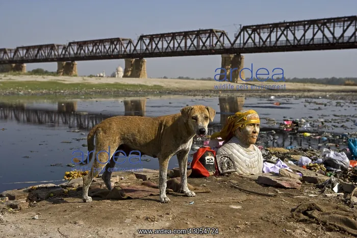 : Divinity bust and Dog riverside Yamouna Agra Uttar Pradesh : Divinity bust and Dog riverside Yamouna Agra Uttar Pradesh