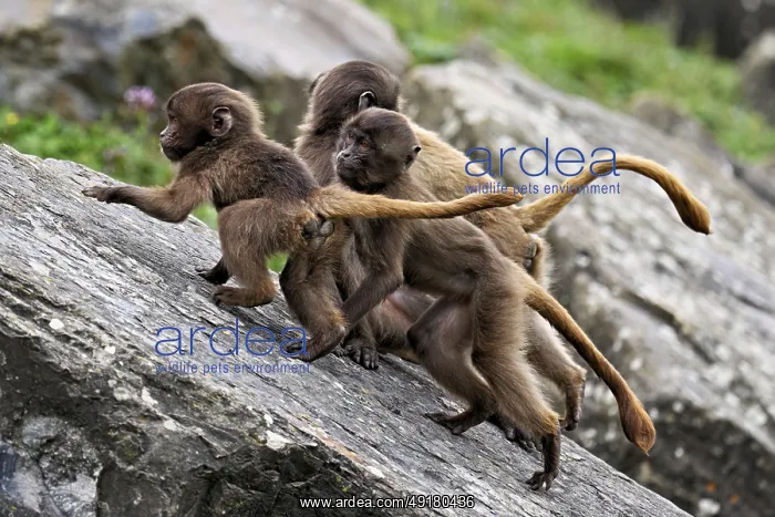  : Djelada or blood-breasted baboon (Theropithecus gelada)
