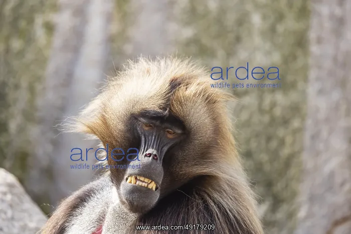: Djelada, blood-breasted baboon (Theropithecus gelada) at Wilhelma : Djelada, blood-breasted baboon (Theropithecus gelada) at Wilhelma