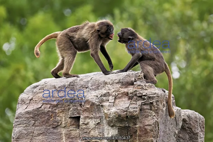 : Two djeladas or blood-breasted baboons (Theropithecus gelada) : Two djeladas or blood-breasted baboons (Theropithecus gelada)