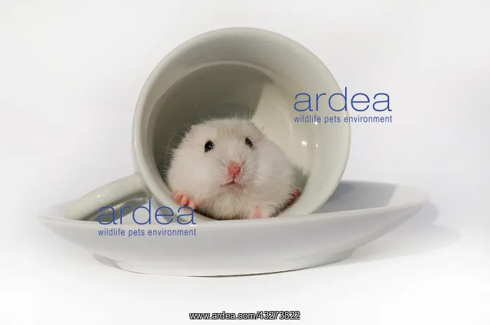 : Djungarian hamster (Phodopus sungorus), wild-coloured : Djungarian hamster (Phodopus sungorus), wild-coloured