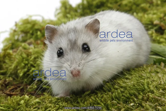 : Djungarian hamster (Phodopus sungorus) : Djungarian hamster (Phodopus sungorus)