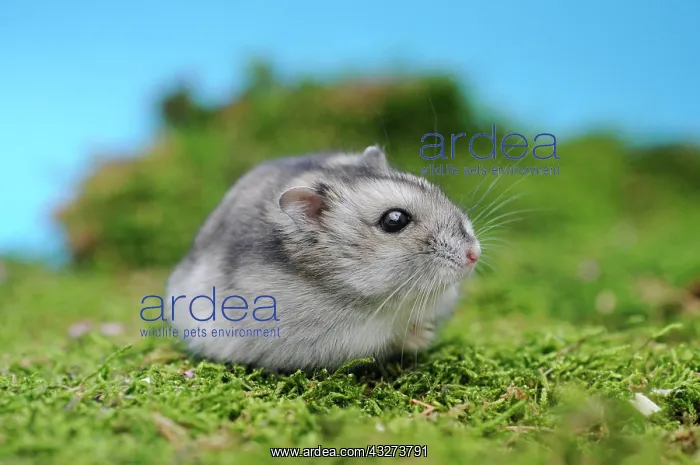 : Djungarian hamster (Phodopus sungorus), agouti : Djungarian hamster (Phodopus sungorus), agouti