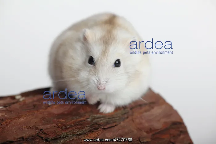 : Djungarian hamster (Phodopus sungorus) sits on wood : Djungarian hamster (Phodopus sungorus) sits on wood