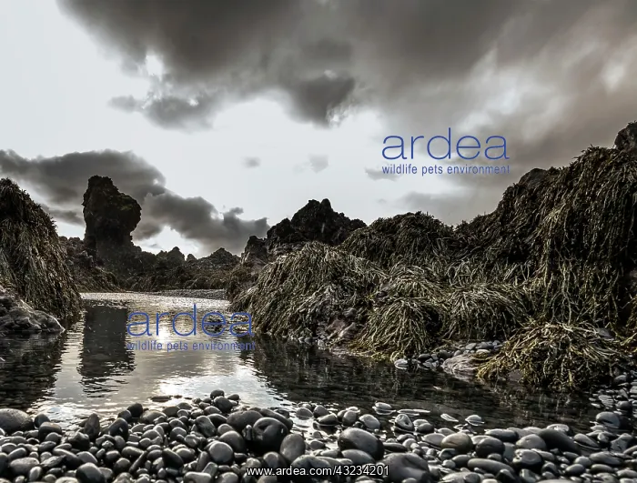  : Djupalonssandur rocky beach in low tide