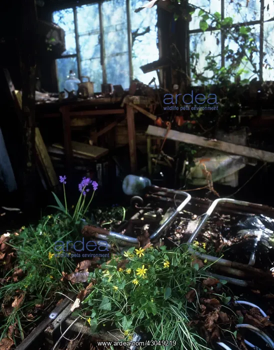 : Dliapidated shed : Dliapidated shed