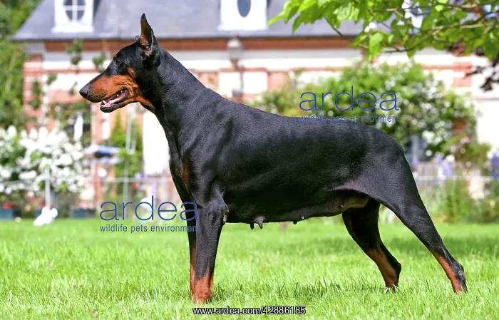 : Doberman : Doberman