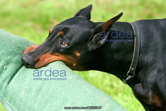 : Doberman - biting on toy : Doberman - biting on toy