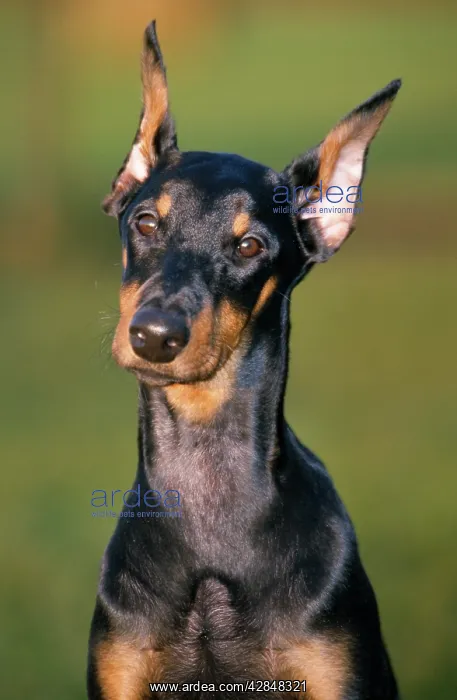 : Doberman Dog : Doberman Dog