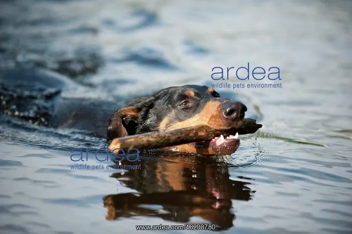 : Doberman fetching a stick out of the water : Doberman fetching a stick out of the water