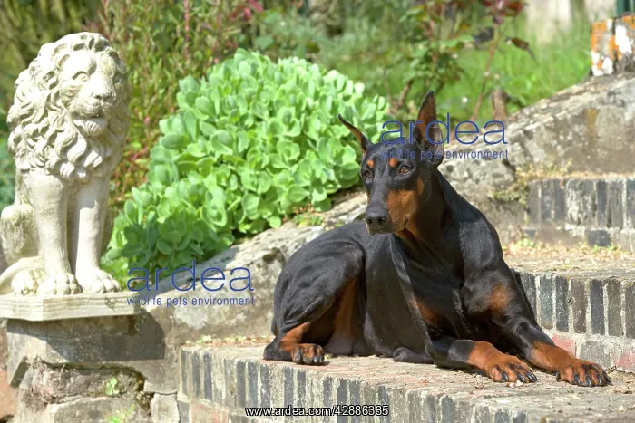 : Doberman - lying on steps : Doberman - lying on steps