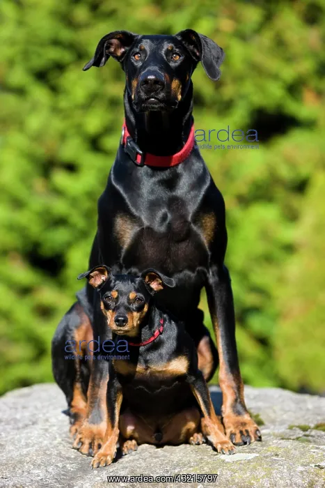 : Doberman and a Miniature Pinscher sitting on a rock : Doberman and a Miniature Pinscher sitting on a rock