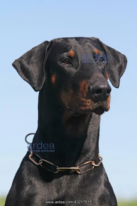 : Doberman Pinscher, portrait Dobermann, Portzr&, x4d2c; : Doberman Pinscher, portrait Dobermann, Portzr&, x4d2c;