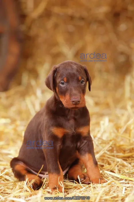 : Doberman, puppy, 5 weeks, sitting in the straw : Doberman, puppy, 5 weeks, sitting in the straw
