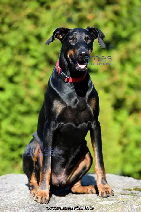 : Doberman sitting on a rock, North Tyrol, Austria : Doberman sitting on a rock, North Tyrol, Austria