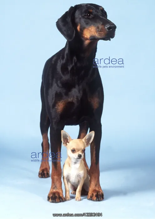 : Dobermann / Doberman Pinscher and Chihuahua DOGS : Dobermann / Doberman Pinscher and Chihuahua DOGS