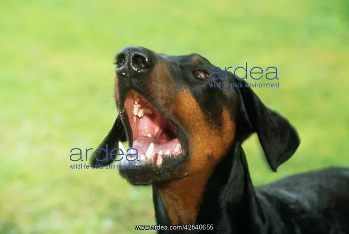 : Dobermann / Doberman Pinscher Dog - aggressive : Dobermann / Doberman Pinscher Dog - aggressive