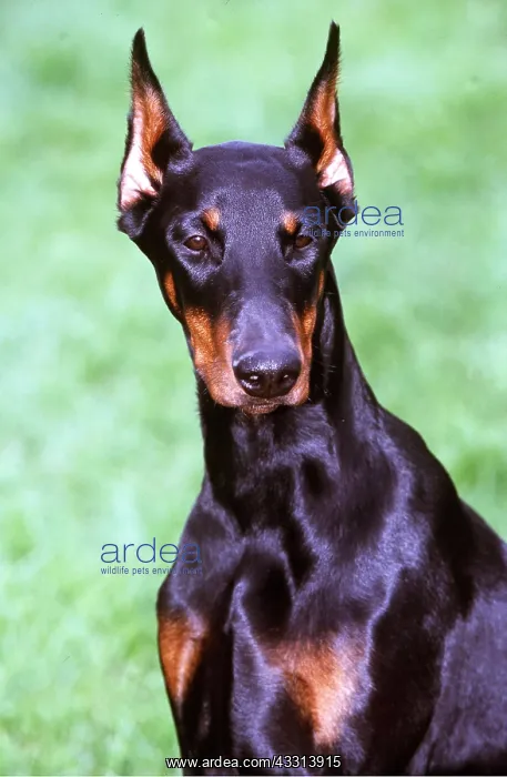 : Dobermann / Doberman Pinscher DOG - head and shoulders : Dobermann / Doberman Pinscher DOG - head and shoulders