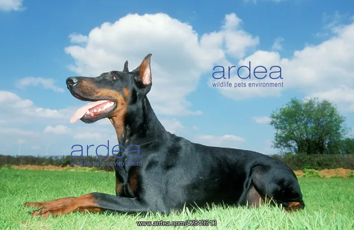 : Dobermann / Doberman Pinscher DOG - lying, with tongue out : Dobermann / Doberman Pinscher DOG - lying, with tongue out