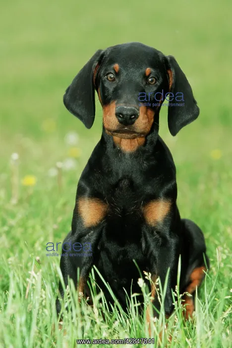 : Dobermann / Doberman Pinscher DOG - puppy, with long ears : Dobermann / Doberman Pinscher DOG - puppy, with long ears