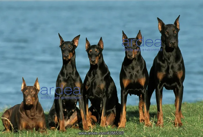 : Dobermann / Doberman Pinscher Dogs - Row of 5 sitting : Dobermann / Doberman Pinscher Dogs - Row of 5 sitting