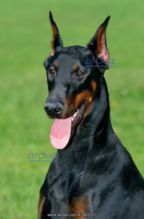 : Dobermann Dog : Dobermann Dog