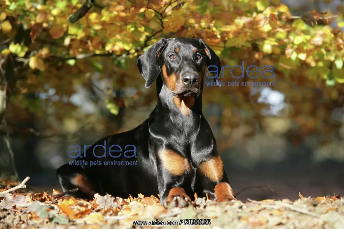 : Dobermann dog in autumn : Dobermann dog in autumn