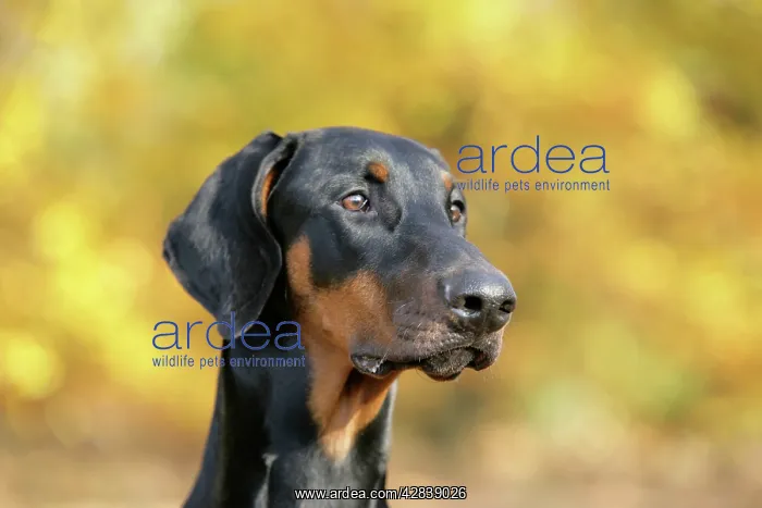 : Dobermann dog, in autumn : Dobermann dog, in autumn