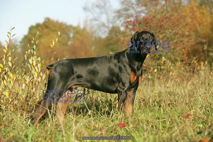 : Dobermann dog in autumn : Dobermann dog in autumn