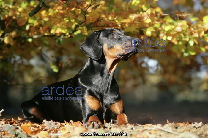 : Dobermann dog in autumn : Dobermann dog in autumn