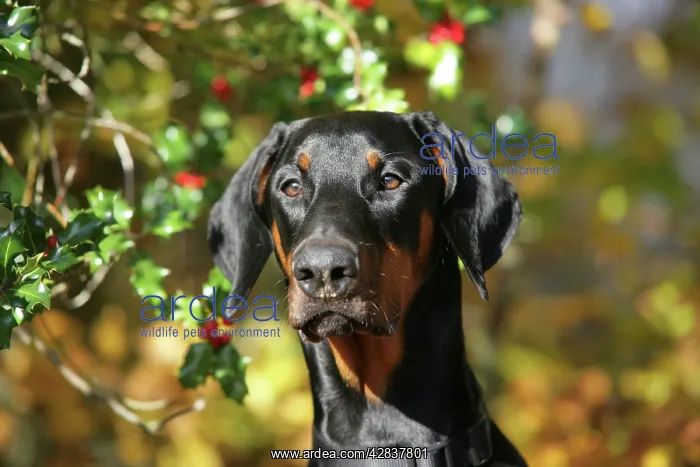 : Dobermann dog with autumn leaves & holly : Dobermann dog with autumn leaves & holly