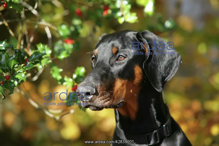 : Dobermann dog with autumn leaves & holly : Dobermann dog with autumn leaves & holly