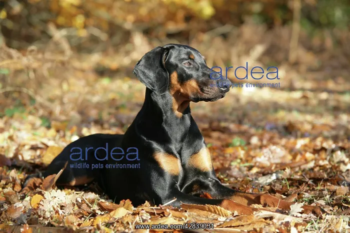 : Dobermann dog - lying down, in autumn : Dobermann dog - lying down, in autumn