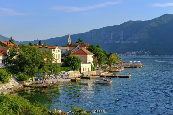 : Dobrota, Bay of Kotor, Montenegro, Europe Dobrota : Dobrota, Bay of Kotor, Montenegro, Europe Dobrota
