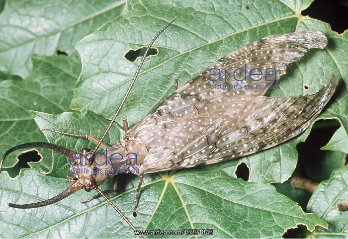 : DOBSON FLY - MALE ON LEAF : DOBSON FLY - MALE ON LEAF