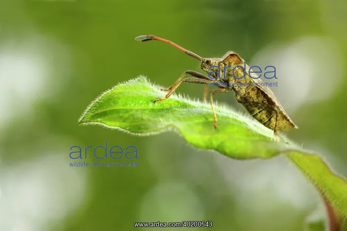 : Dock Bug (Coreus marginatus) sitting on leaf : Dock Bug (Coreus marginatus) sitting on leaf
