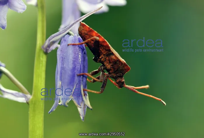 : Dock Bug - on bluebell flower : Dock Bug - on bluebell flower