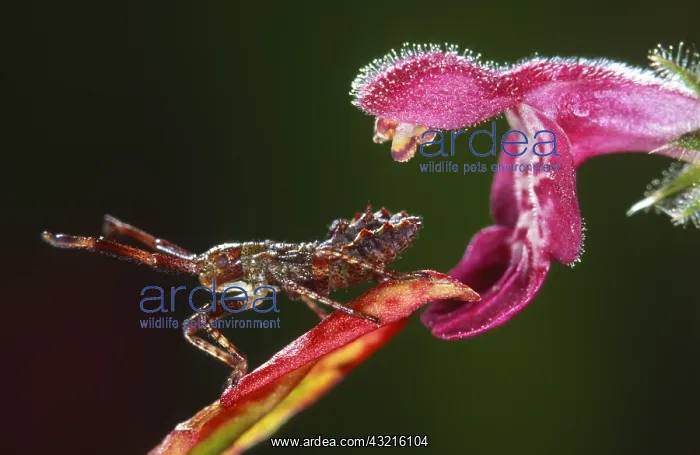 : Dock Bug (Coreus marginatus) on a flower, Belgi : Dock Bug (Coreus marginatus) on a flower, Belgi